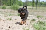 ROTTWEILER 262